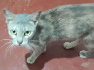 Gato raça SRD-ViraLata idade 3 anos nome Nandara