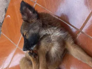 Cachorro raça SRD-ViraLata idade 2 a 6 meses nome luna