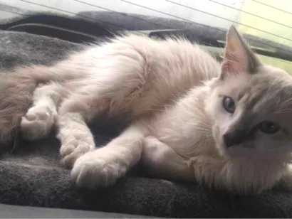 Gato raça SRD-ViraLata idade 2 a 6 meses nome Cinza amarelo branco 