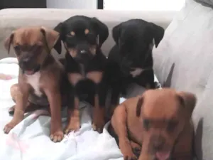 Cachorro raça SRD-ViraLata idade Abaixo de 2 meses nome Sem nome 