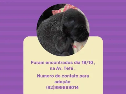 Cachorro raça SRD-ViraLata idade Abaixo de 2 meses nome Filhote Fêmea 