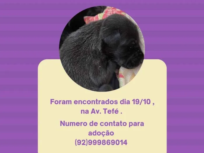 Cachorro ra a SRD-ViraLata idade Abaixo de 2 meses nome Filhote Fêmea 