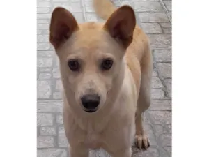 Cachorro raça SRD-ViraLata idade 1 ano nome Barney