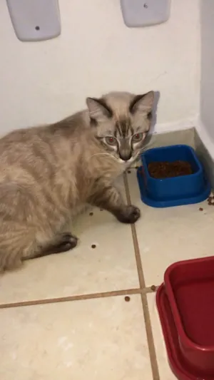 Gato raça Ragdoll idade 2 a 6 meses nome Lía 