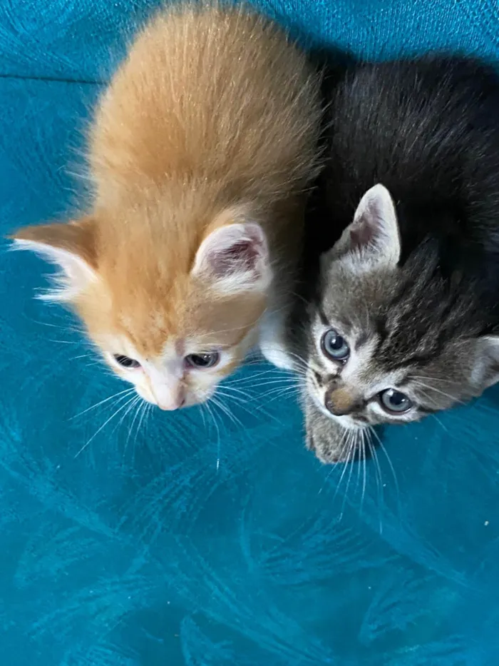 Gato ra a SRD-ViraLata idade 2 a 6 meses nome Gatinhos