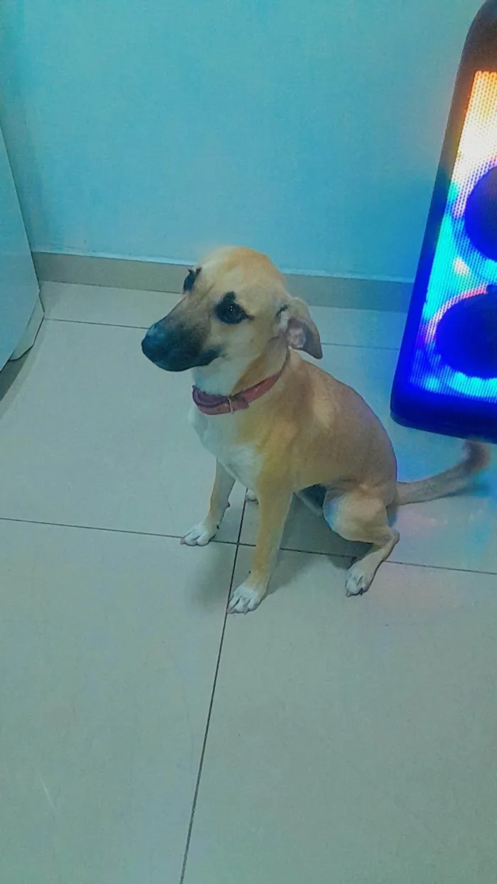 Cachorro ra a SRD-ViraLata idade 1 ano nome Mel