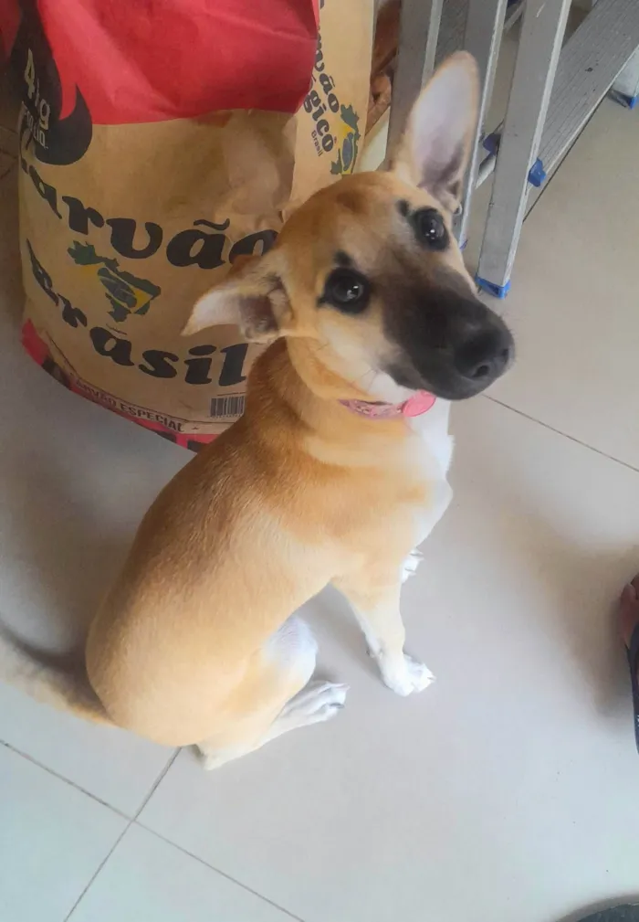 Cachorro ra a SRD-ViraLata idade 1 ano nome Mel