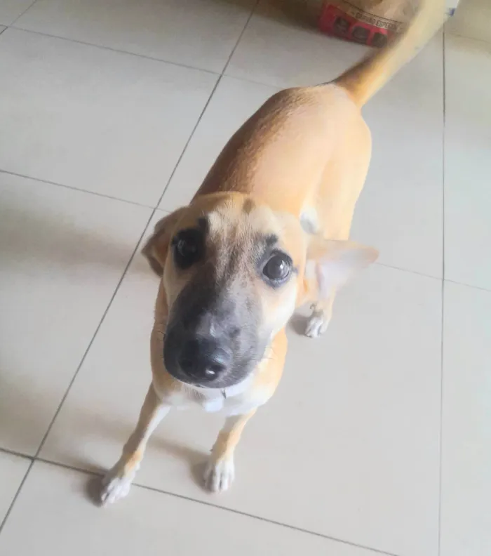 Cachorro ra a SRD-ViraLata idade 1 ano nome Mel