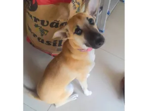 Cachorro raça SRD-ViraLata idade 1 ano nome Mel