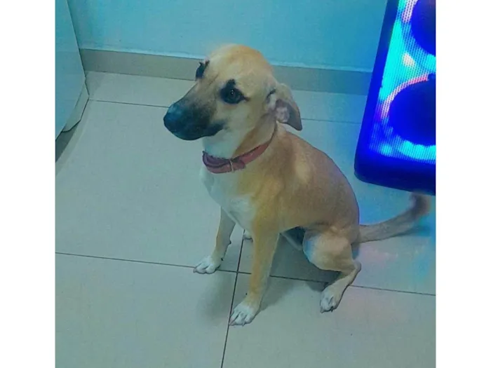 Cachorro ra a SRD-ViraLata idade 1 ano nome Mel