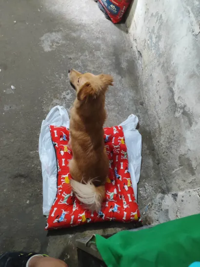 Cachorro raça Dogue Alemão idade 2 a 6 meses nome Nick