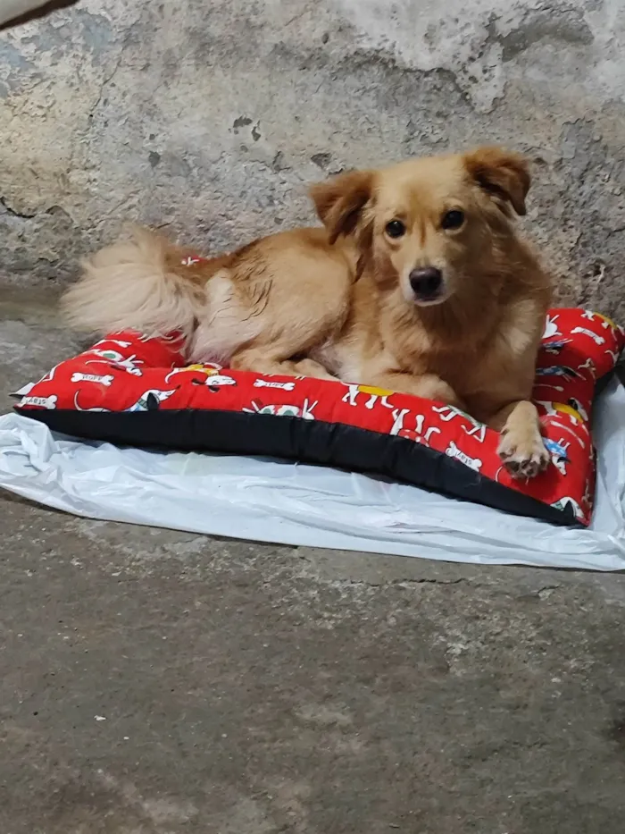 Cachorro ra a Dogue Alemão idade 2 a 6 meses nome Nick