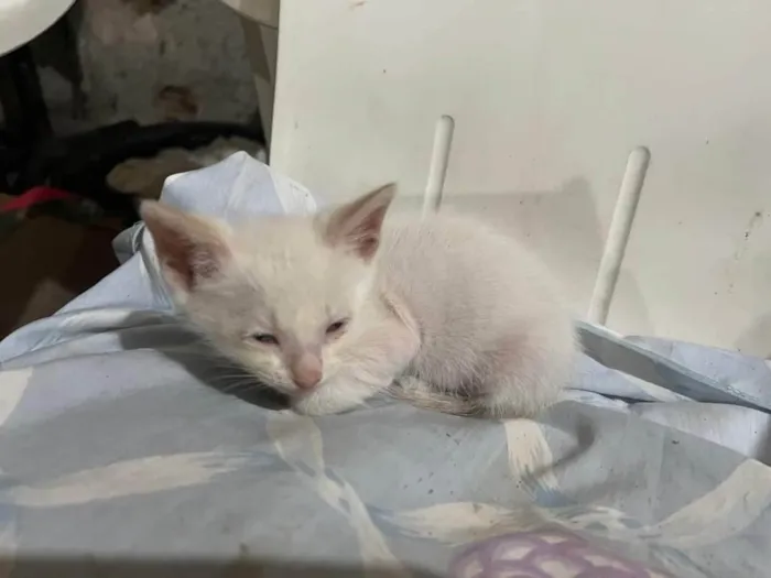 Gato ra a SRD-ViraLata idade Abaixo de 2 meses nome Polar