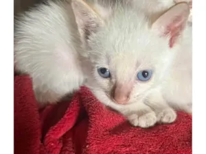 Gato raça SRD-ViraLata idade Abaixo de 2 meses nome Polar