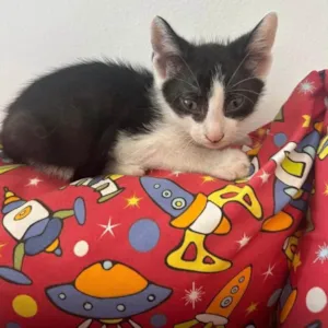 Gato raça SRD-ViraLata idade Abaixo de 2 meses nome Paco