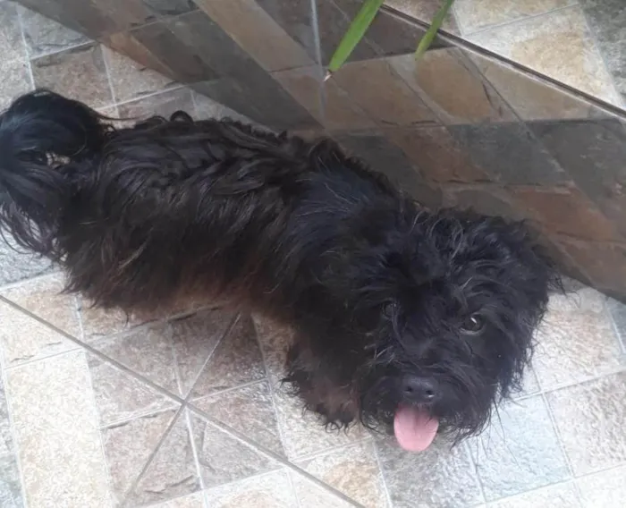 Cachorro ra a Lhasa Apso idade 2 anos nome Sem nome