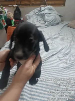 Cachorro raça SRD-ViraLata idade Abaixo de 2 meses nome Neguinha