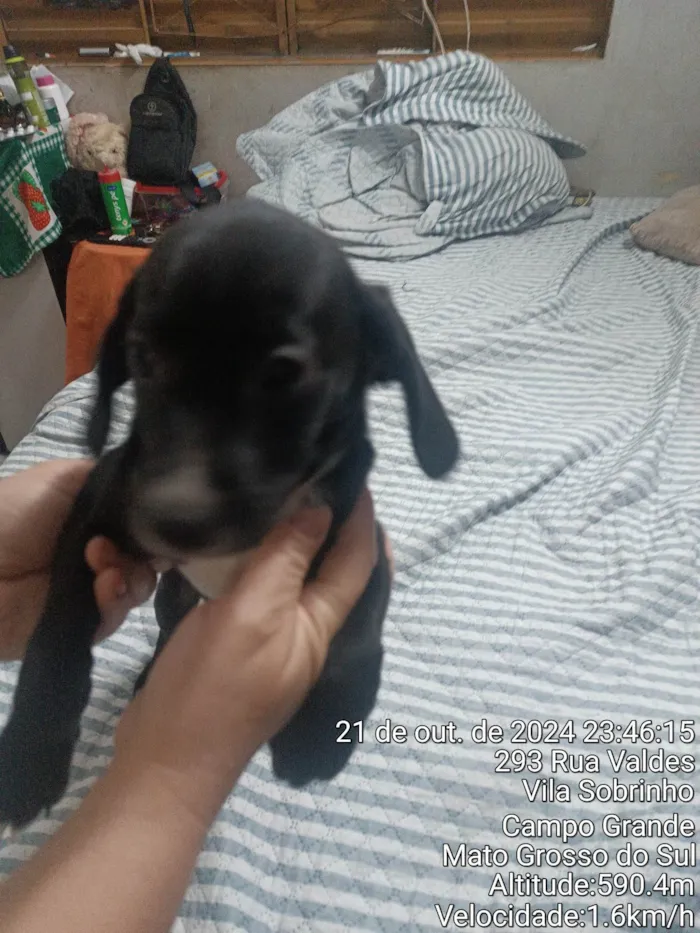 Cachorro ra a SRD-ViraLata idade Abaixo de 2 meses nome Neguinha