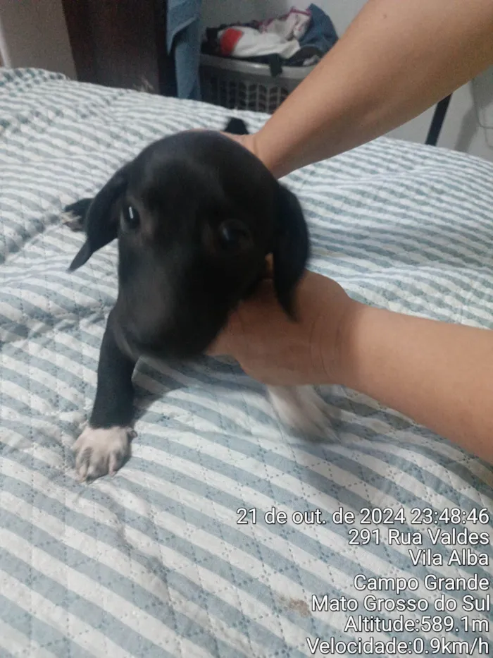 Cachorro ra a SRD-ViraLata idade Abaixo de 2 meses nome Nego