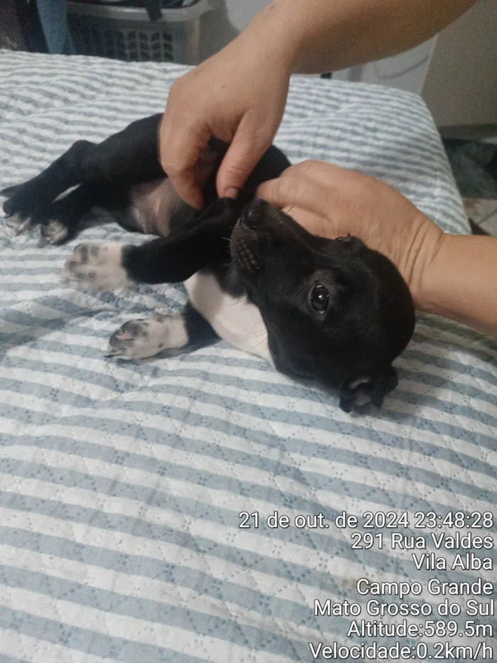 Cachorro ra a SRD-ViraLata idade Abaixo de 2 meses nome Nego