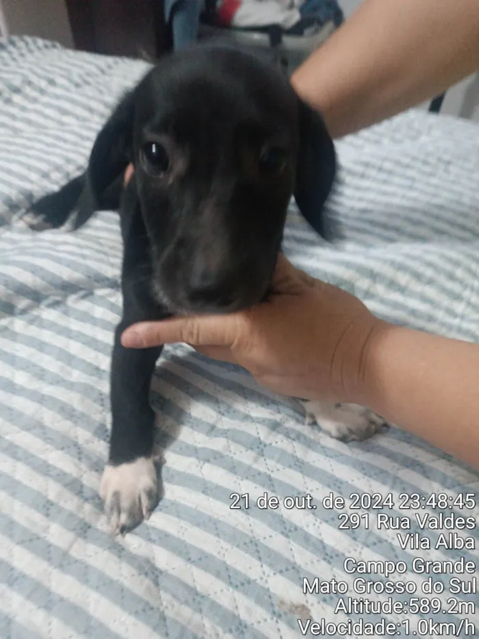 Cachorro ra a SRD-ViraLata idade Abaixo de 2 meses nome Nego