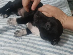 Cachorro raça SRD-ViraLata idade Abaixo de 2 meses nome Nego