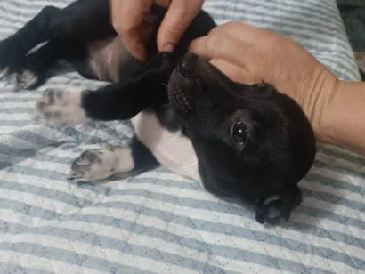 Cachorro raça SRD-ViraLata idade Abaixo de 2 meses nome Nego