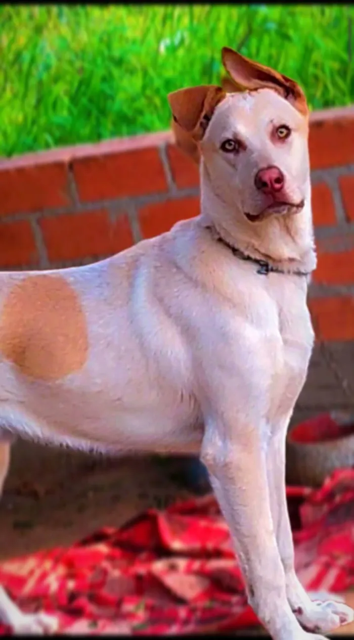 Cachorro ra a Labrador idade 7 a 11 meses nome Lyon