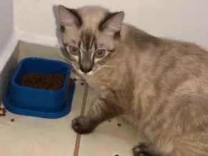 Gato raça Ragdoll idade 2 a 6 meses nome Lía 