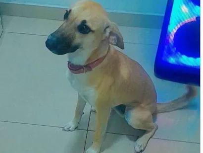 Cachorro raça SRD-ViraLata idade 1 ano nome Mel