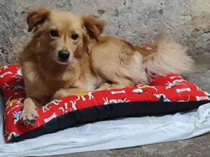 Cachorro raça Dogue Alemão idade 2 a 6 meses nome Nick