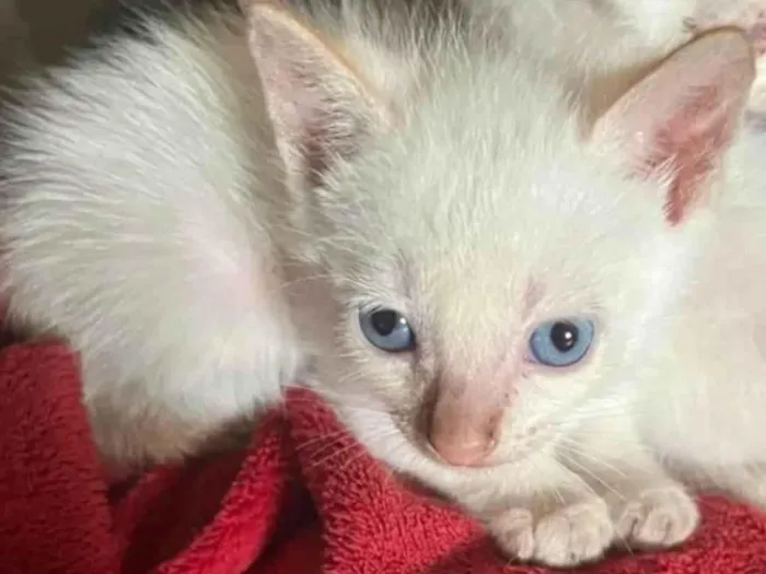 Gato ra a SRD-ViraLata idade Abaixo de 2 meses nome Polar