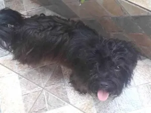 Cachorro raça Lhasa Apso idade 2 anos nome Sem nome