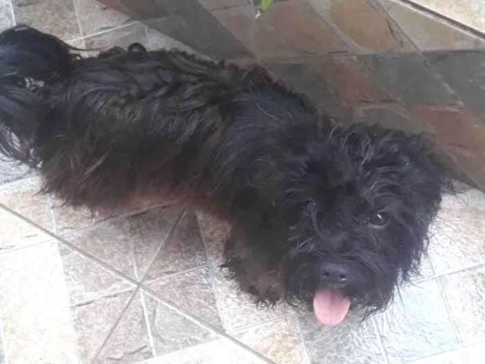 Cachorro ra a Lhasa Apso idade 2 anos nome Sem nome