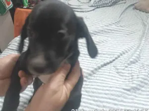 Cachorro raça SRD-ViraLata idade Abaixo de 2 meses nome Neguinha