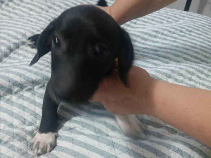 Cachorro ra a SRD-ViraLata idade Abaixo de 2 meses nome Nego