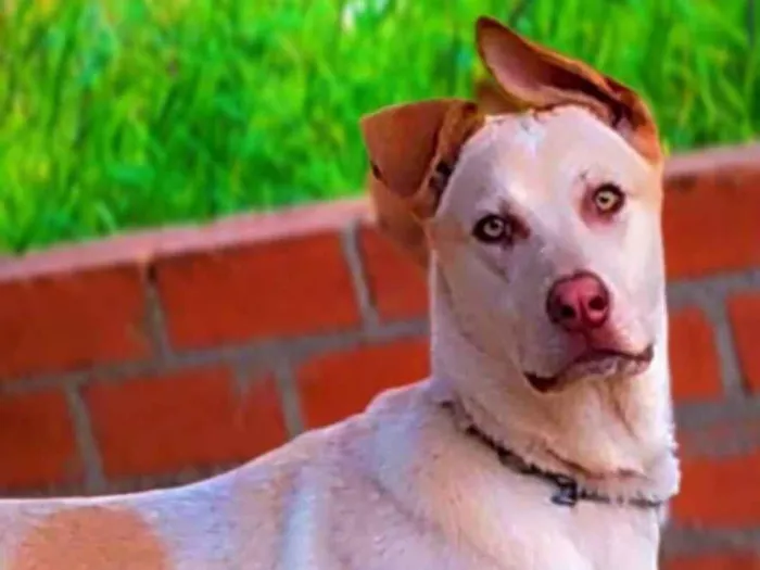 Cachorro ra a Labrador idade 7 a 11 meses nome Lyon