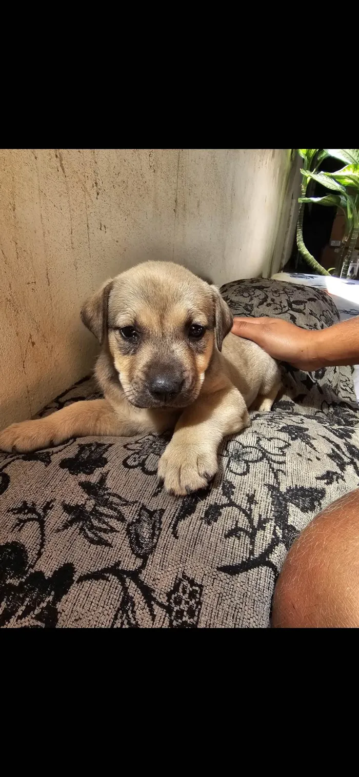 Cachorro ra a SRD-ViraLata idade 2 a 6 meses nome Luna 