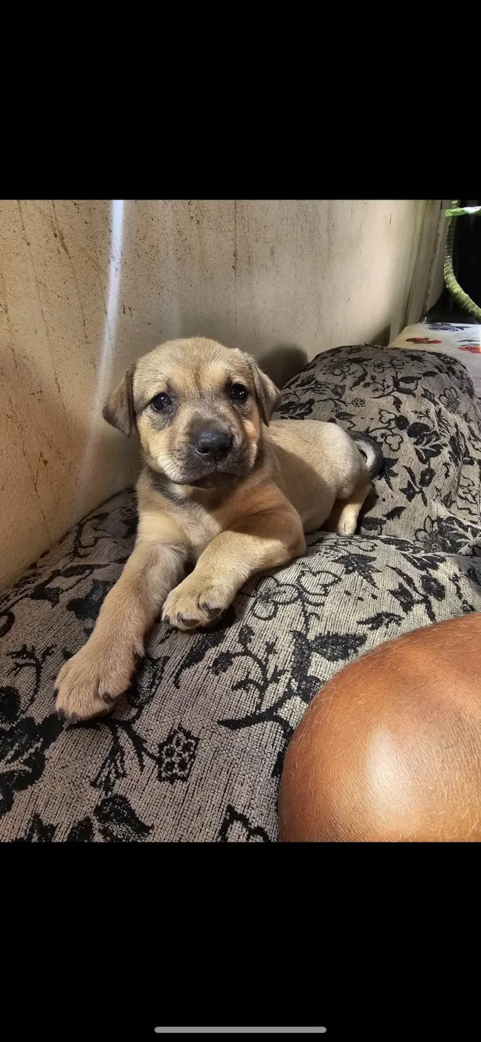 Cachorro ra a SRD-ViraLata idade 2 a 6 meses nome Luna 