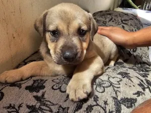 Cachorro raça SRD-ViraLata idade 2 a 6 meses nome Luna 