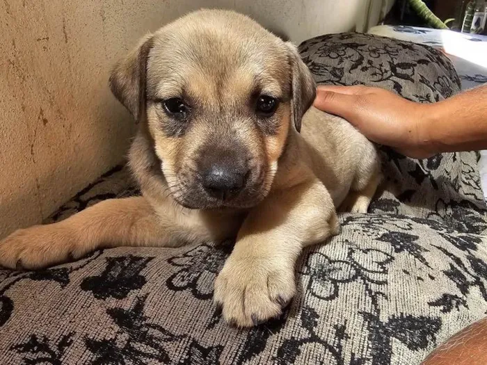 Cachorro ra a SRD-ViraLata idade 2 a 6 meses nome Luna 