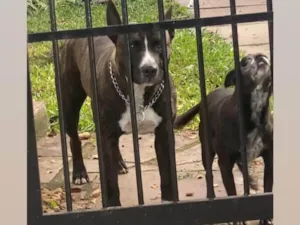 Cachorro raça Pit-Bull idade 4 anos nome Monstro