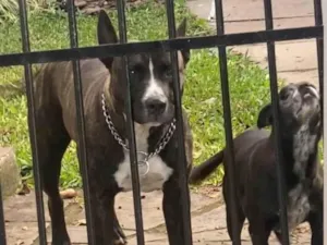 Cachorro raça SRD-ViraLata idade 6 ou mais anos nome Pretinha