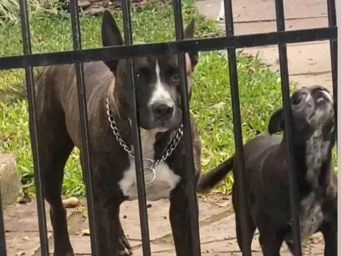 Cachorro ra a SRD-ViraLata idade 6 ou mais anos nome Pretinha