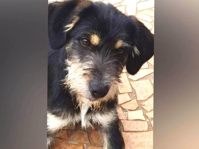 Cachorro ra a SRD-ViraLata idade 2 anos nome Ozzy