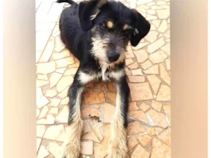 Cachorro raça SRD-ViraLata idade 2 anos nome Ozzy