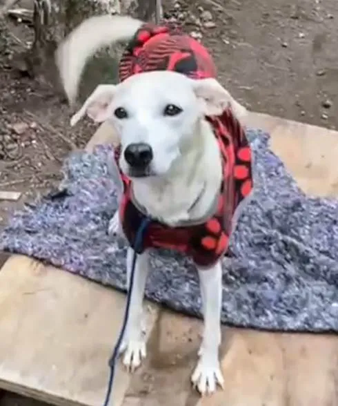 Cachorro ra a SRD-ViraLata idade 4 anos nome Penélope 