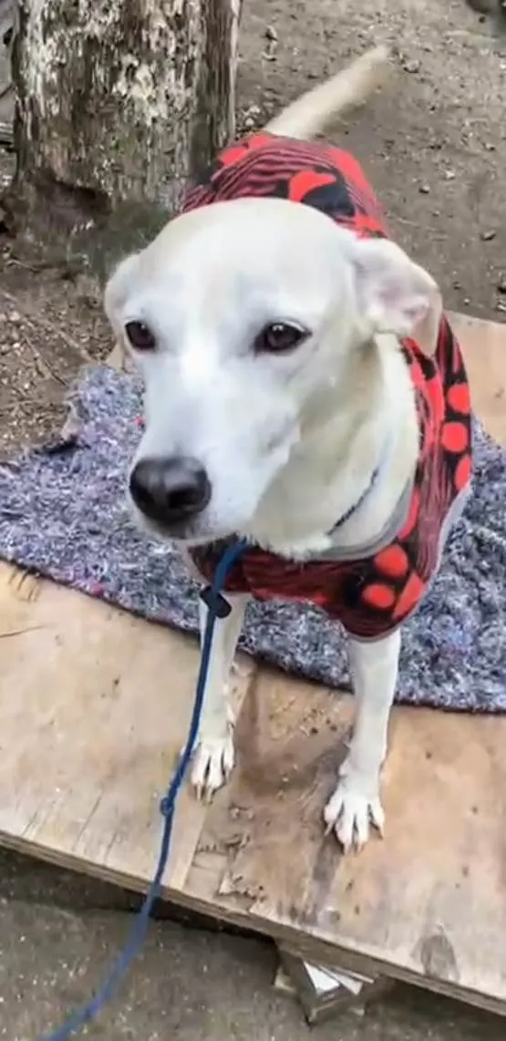 Cachorro ra a SRD-ViraLata idade 4 anos nome Penélope 