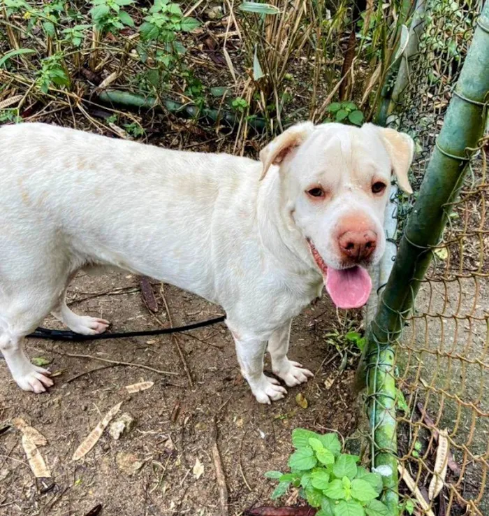 Cachorro ra a SRD-ViraLata idade 4 anos nome Ghost