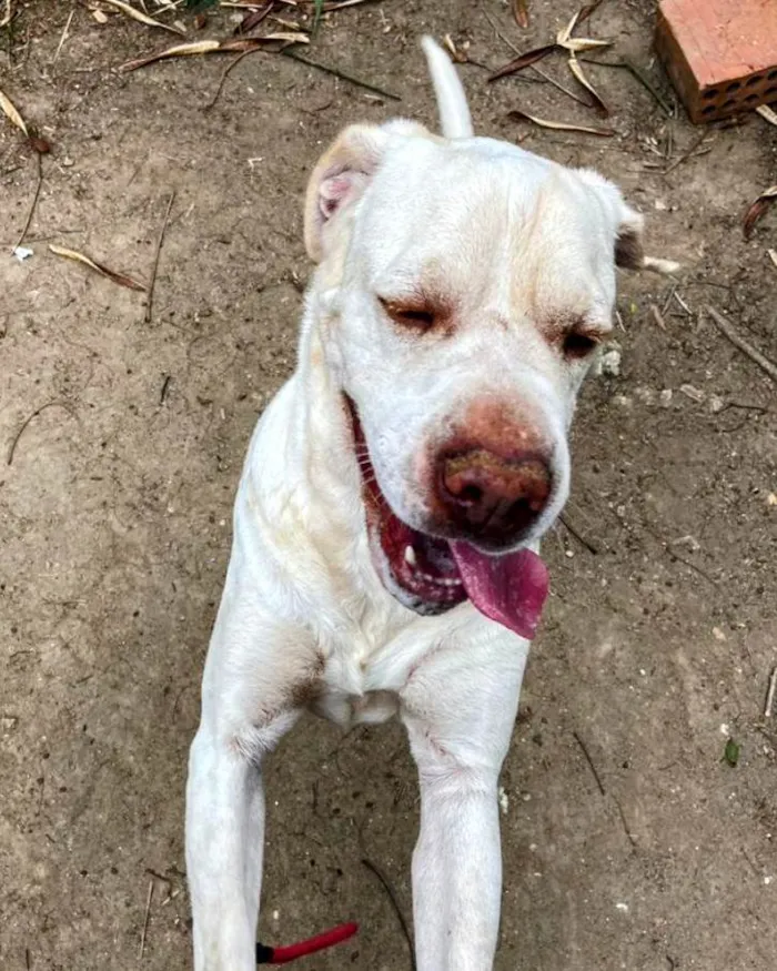 Cachorro ra a SRD-ViraLata idade 4 anos nome Ghost